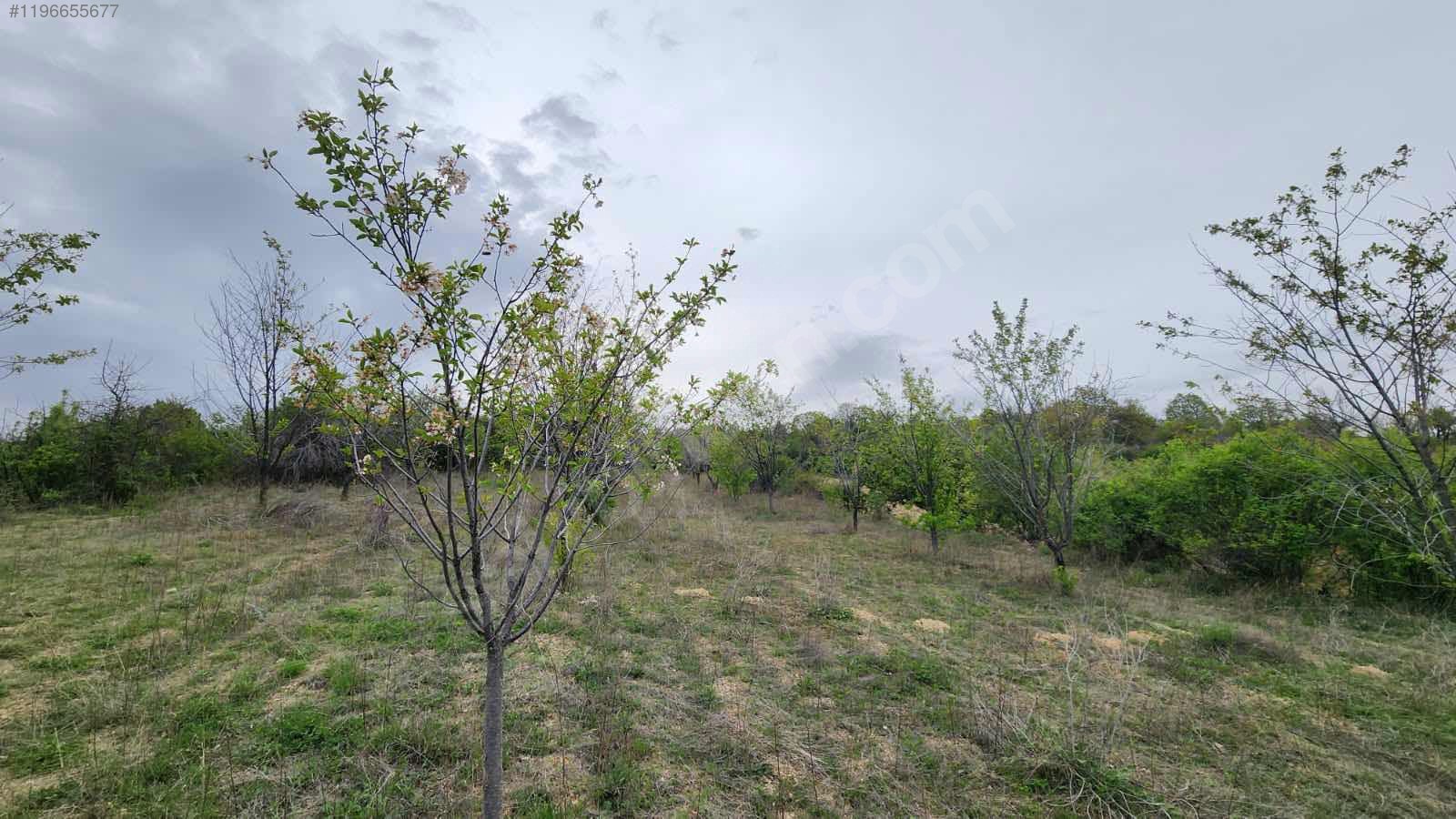 ANKARA ÇUBUK OVACIK KÖYÜNDE  1.582 M²  BAĞ SATILIKTIR. - ANKARA ÇUBUK fotoğraf 7
