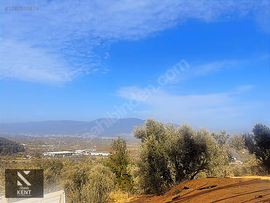 Kemalpaşa Aşağıkızılca Satılık 1758 M2 Tek Tapu Zeytinlik - İZMİR KEMALPAŞA fotoğraf 42