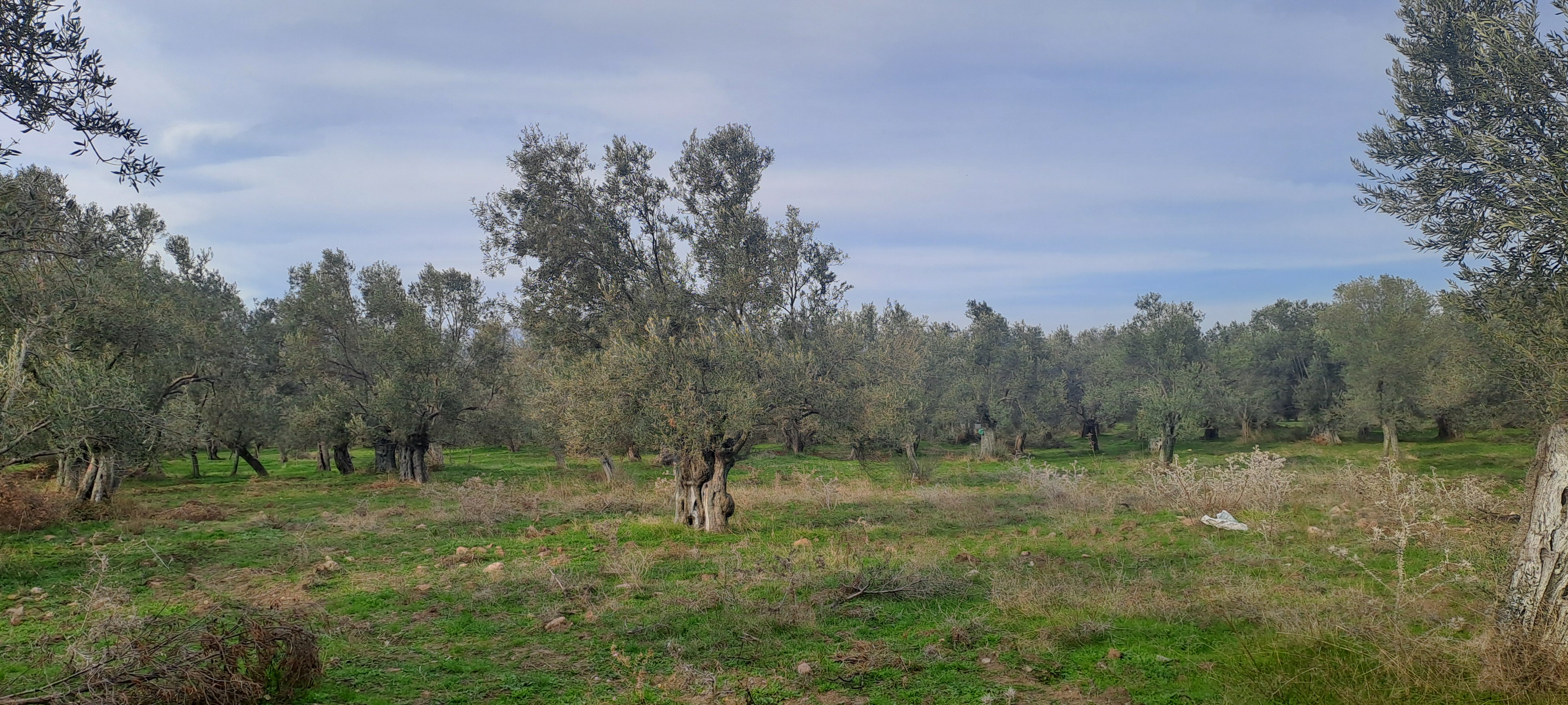 HAKANOĞLU GROUP'TAN MESCİT MAH.SATILIK ZEYTİNLİK - BALIKESİR HAVRAN fotoğraf 3