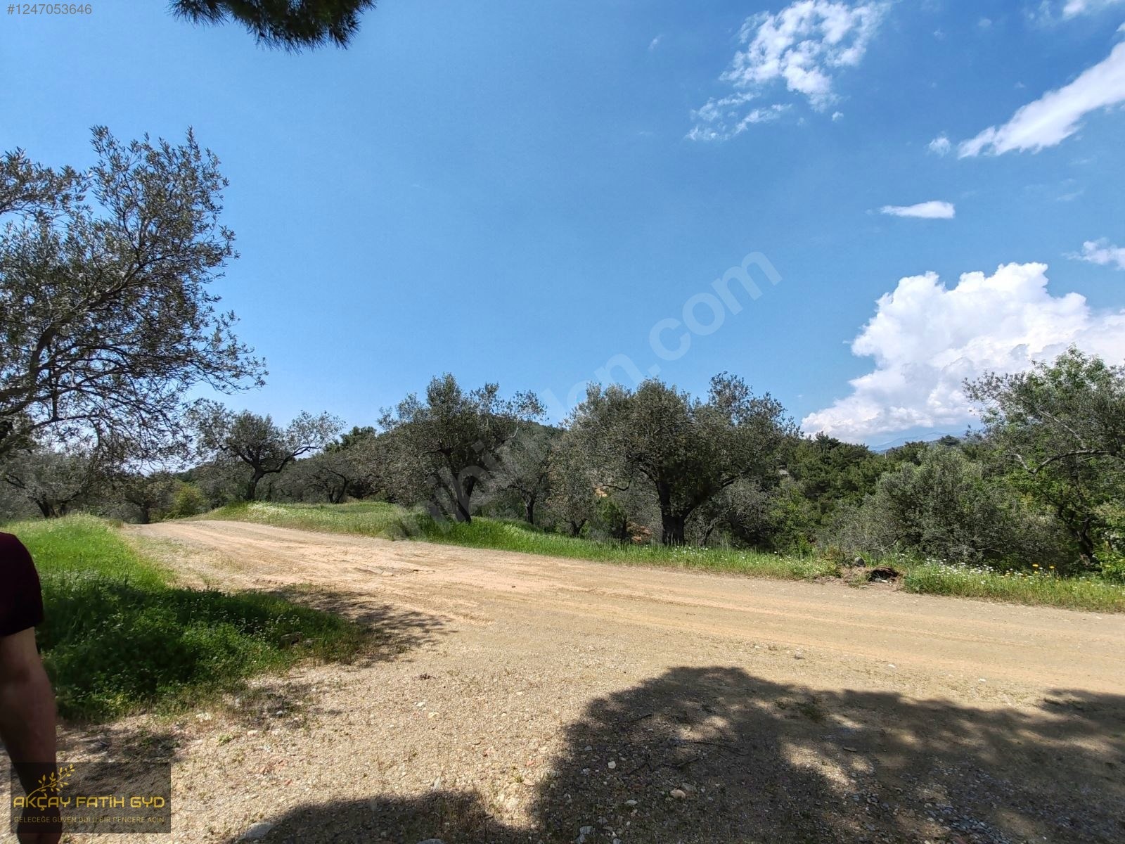 Hacıarslanlar da 3.100m2 SATILIK Kaçmaz Fırsat Zeytinlik - BALIKESİR EDREMİT fotoğraf 15