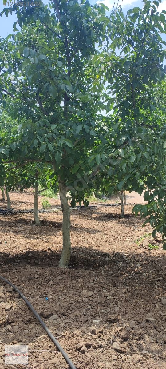 FULACIK MAHALLESİ'NDE KÖY İÇERİSİNDE 6229 M2 SATILIK ARSA - KOCAELİ KARAMÜRSEL fotoğraf 4