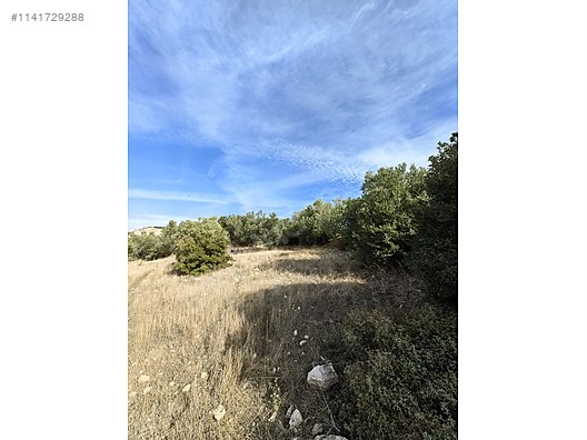 İZMİR ALİAĞA AŞAĞIŞAKRAN KÖYÜ’NDE 7.507 M² ZEYTİNLİK SATILIKTIR - İZMİR ALİAĞA fotoğraf 10