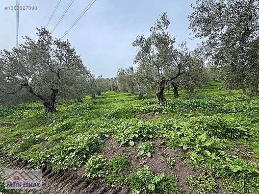 GEMLİK MURATOBA KÖYÜNDE 4695m² SATILIK ZEYTİNLİK - BURSA GEMLİK fotoğraf 24