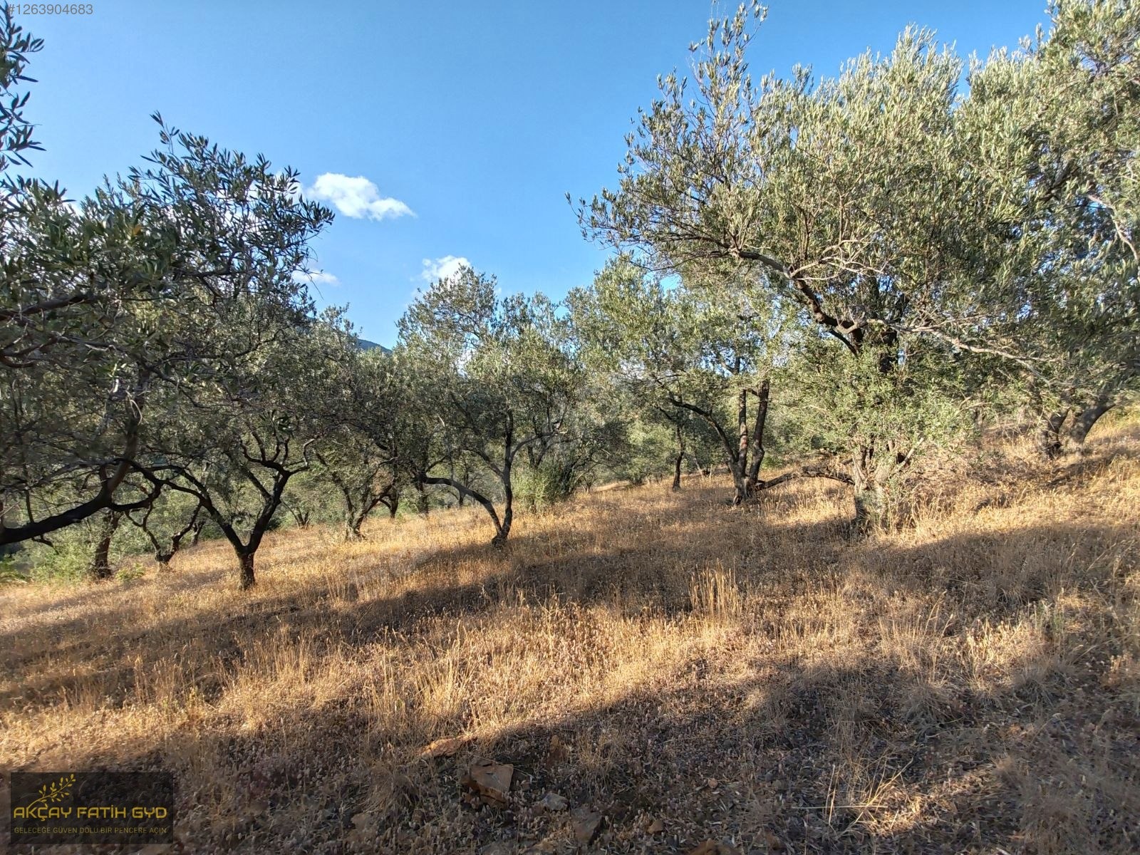 Zeytinli de 8.5 Dönüm SATILIK Zeytinlik - BALIKESİR EDREMİT fotoğraf 19