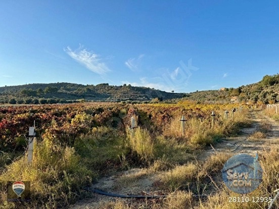 Kuşadası Değirmendere’de Satılık 12.400 m² Bağ, Zeytin ve Ceviz Bahçesi - AYDIN KUŞADASI fotoğraf 8