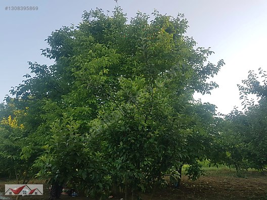 SEÇKİN'DEN KAVACIK KÖYÜNDE YETİŞKİN MEYVE AĞAÇLI 4.775 M² BAHÇE - BİLECİK YENİPAZAR fotoğraf 8