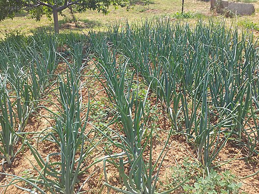 BURSA KARACABEY KARAKOCA KÖYÜNDE 2.000  M² TARLA SATILIKTIR - BURSA KARACABEY fotoğraf 3