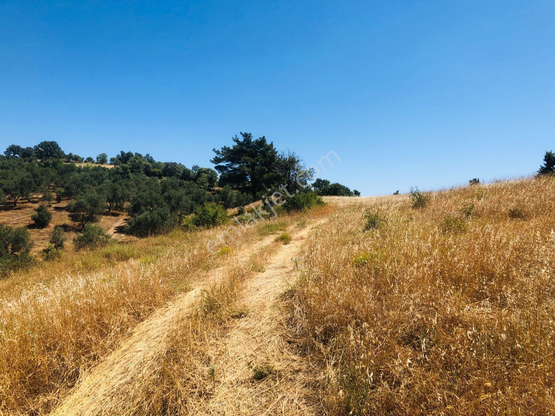 Bergama Katrancı Köyünde Satılık Zeytinlik - İZMİR BERGAMA fotoğraf 3