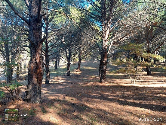 KOZAK YAYLASINDA KARAVELİLER MAH DE 5950 m2 EV İMARLI FISTIKLIK - İZMİR BERGAMA fotoğraf 3