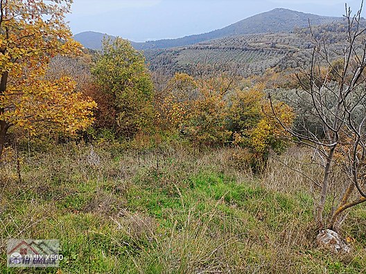 FATİH EMLAKTAN ŞAHİNYURDUNDA 956M2 SATILIK ZEYTİNLİK - BURSA GEMLİK fotoğraf 10