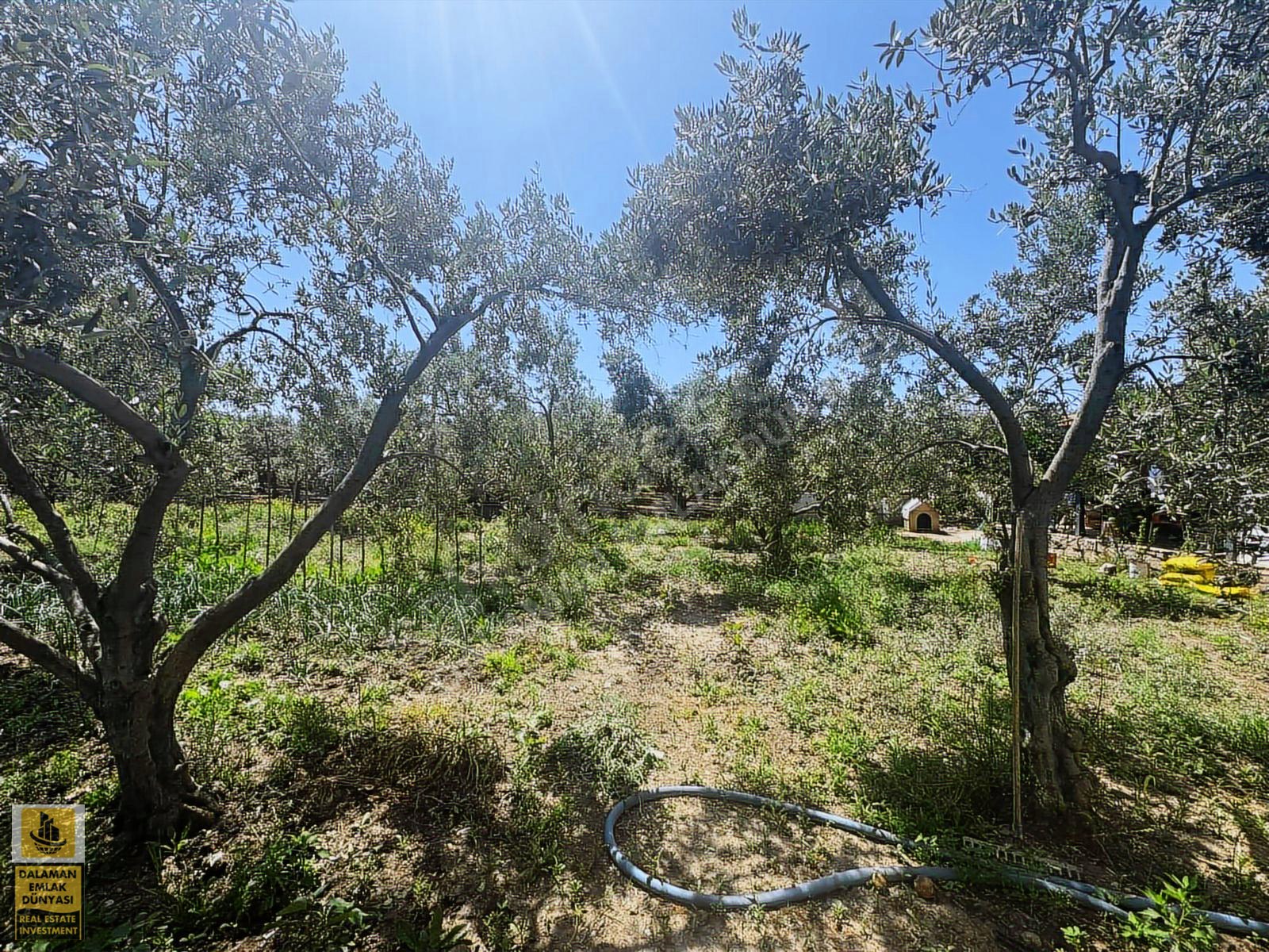 DALAMAN EMLAK DÜNYASINDAN FETHİYE GÜNLÜK BAŞINDA SATILIK TARLA - MUĞLA FETHİYE fotoğraf 13
