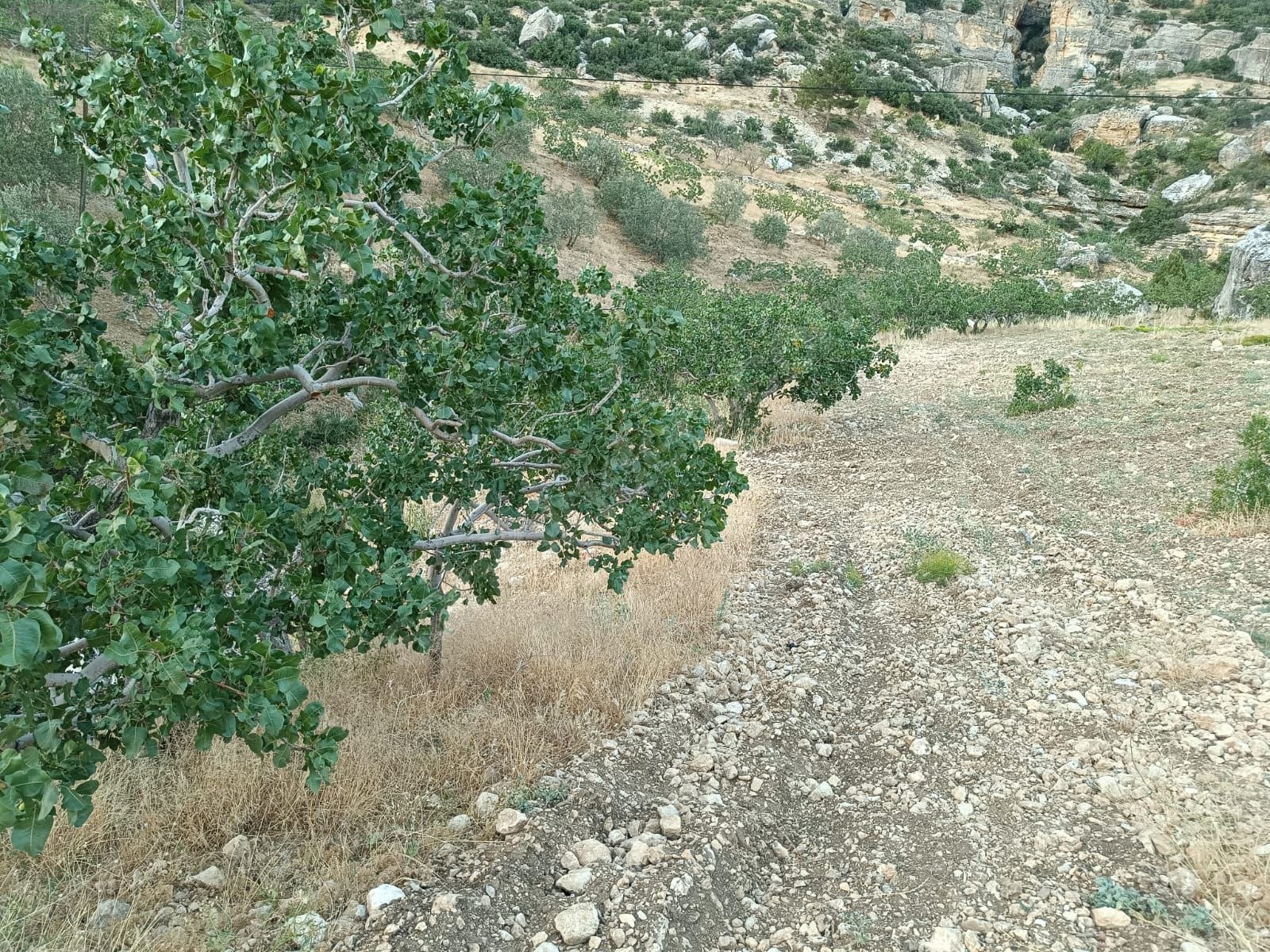    MERSİN MUT GEÇİMLİ KÖYÜ 6,866M² BAĞIMIZ SATILIKTIR.   - MERSİN MUT fotoğraf 5