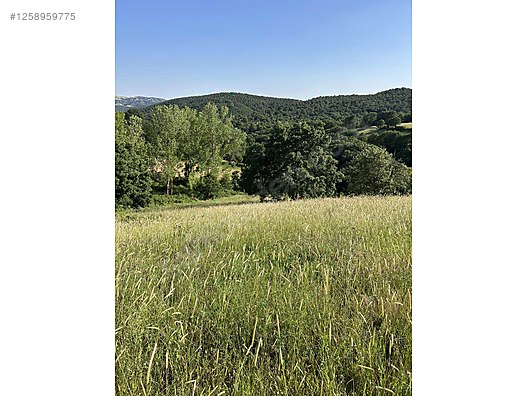 BALIKESİR KARESİ BÜYÜKPINAR  KÖYÜNDE 950 M² TARLA SATILIKTIR - BALIKESİR KARESİ fotoğraf 3