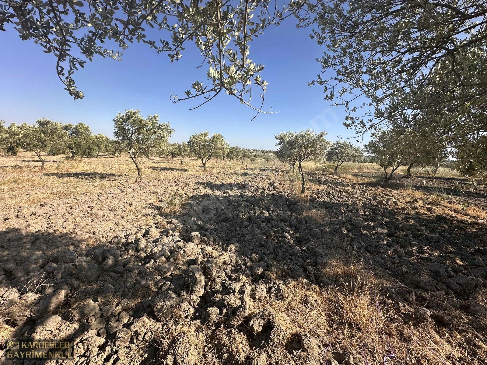 BALLICA DA SATILIK KÖYE 800 METRE MESAFEDEDİR TRILYE BAHÇESİ - MANİSA AKHİSAR fotoğraf 7