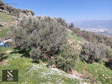 Kemalpaşa Soğukpınar İmar Gelişim Alanında Satılık 2,877m2 Bahçe - İZMİR KEMALPAŞA fotoğraf 15