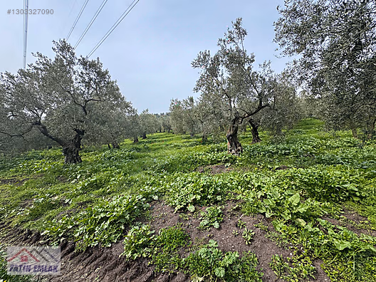 GEMLİK MURATOBA KÖYÜNDE 4695m² SATILIK ZEYTİNLİK - BURSA GEMLİK fotoğraf 23