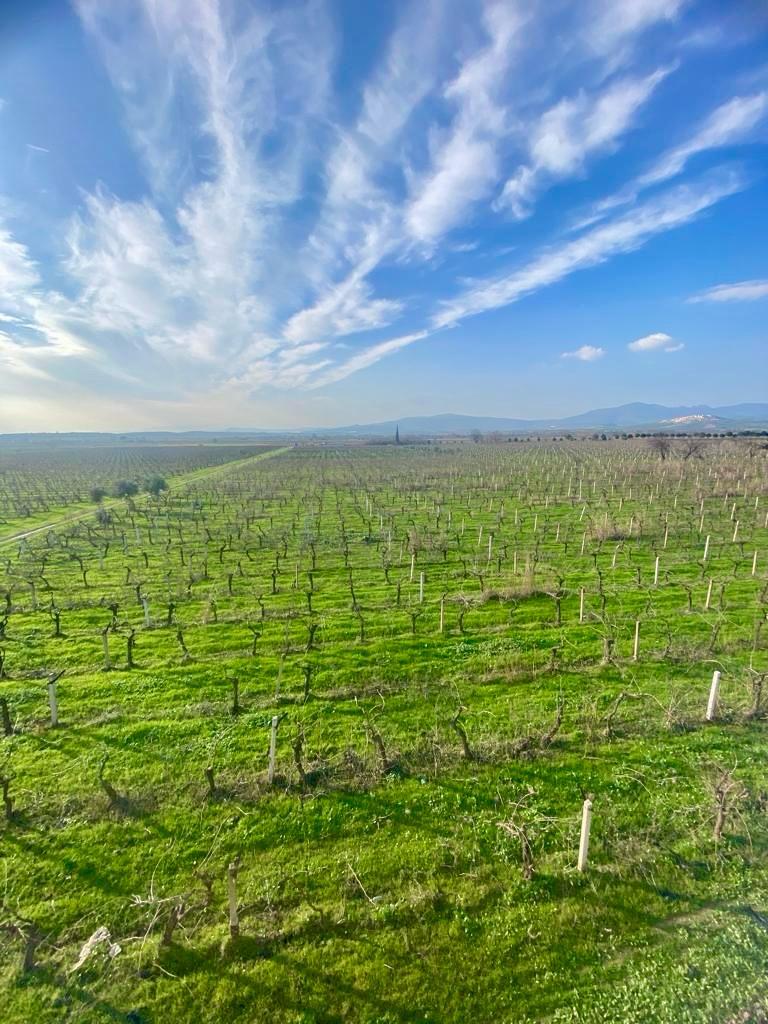 Manisa Şehzadeler Tilkisüleymaniye Mah. Satılık Bağ Bahçe - MANİSA ŞEHZADELER fotoğraf 23