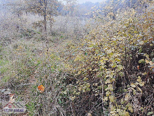 FATİH EMLAKTAN ŞAHİNYURDUNDA 956M2 SATILIK ZEYTİNLİK - BURSA GEMLİK fotoğraf 19