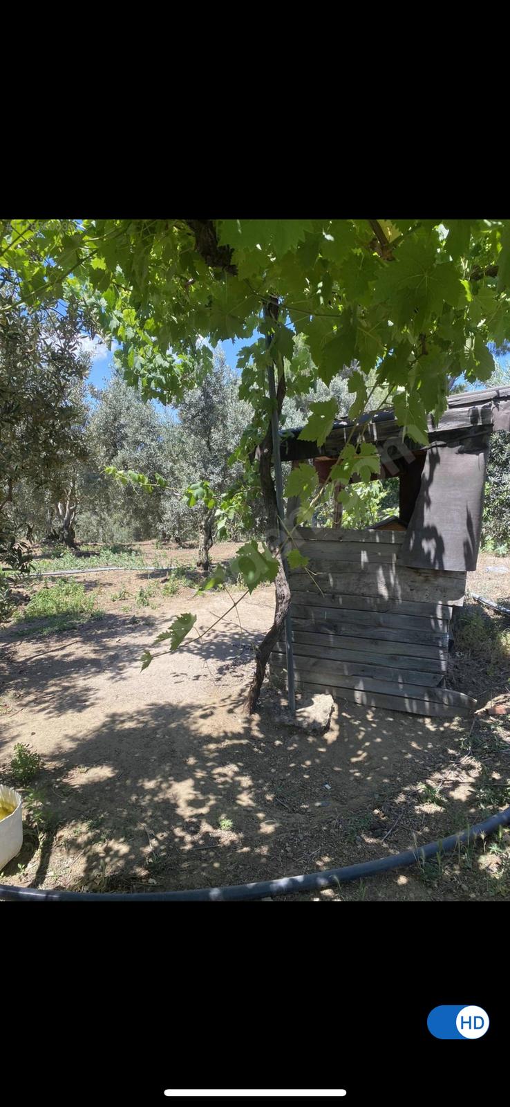Bursa Gemlik Karacaali mahallesi satılık zeytinlik - BURSA GEMLİK fotoğraf 8