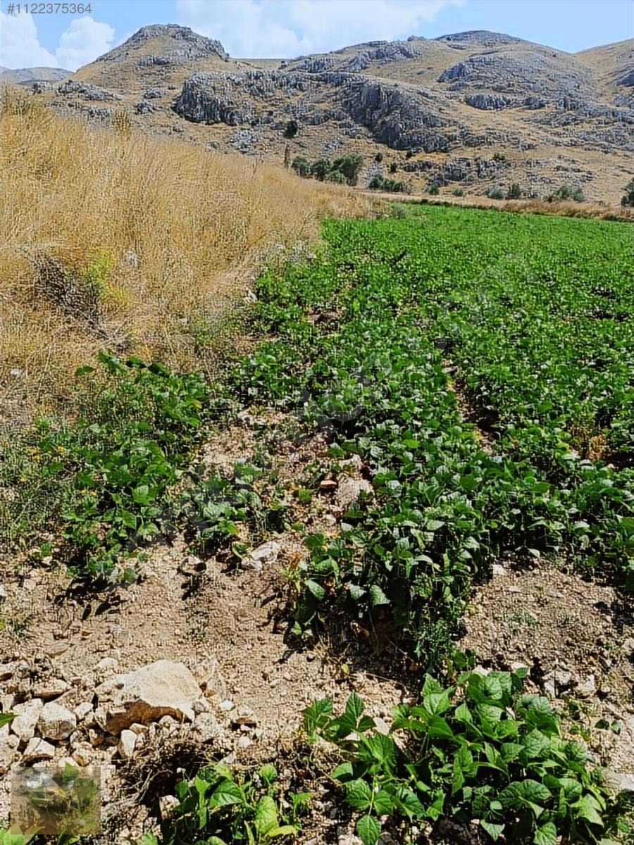 ihtiyaçtan satılık burdur kemer belenlide sınırsız sulamal tarla - BURDUR KEMER fotoğraf 5