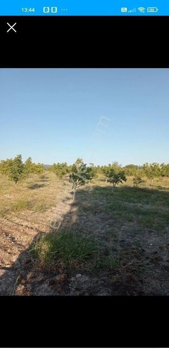 Yeliz'den Geniş Arazi - MANİSA SOMA fotoğraf 6
