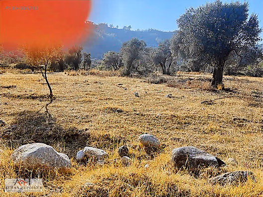 Zeytinköy'de Akbük Yolu Üzerinde, Geleceğin Değeri: 4.188m²tarla - MUĞLA MENTEŞE fotoğraf 8