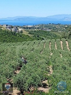 AYDIN KUŞADASI YAYLAKÖYDE FULL DENİZ MANZARALI 40 DÖNÜM SATILIK ARAZİ YATIRIMA U - AYDIN KUŞADASI fotoğraf 19