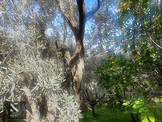 Kemalpaşa Aşağıkızılca Satılık 1758 M2 Tek Tapu Zeytinlik - İZMİR KEMALPAŞA fotoğraf 35
