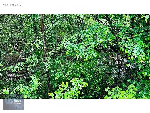 14 DÖNÜM TEK TAPU - BARTIN MERKEZ fotoğraf 13