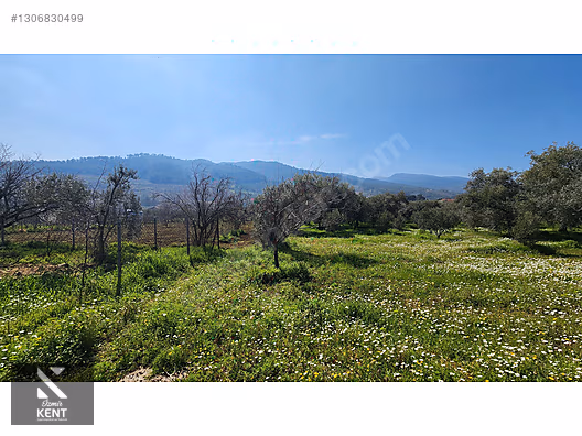 Kemalpaşa Ören Satılık Zeytinlik 1.230 m2 - İZMİR KEMALPAŞA fotoğraf 23