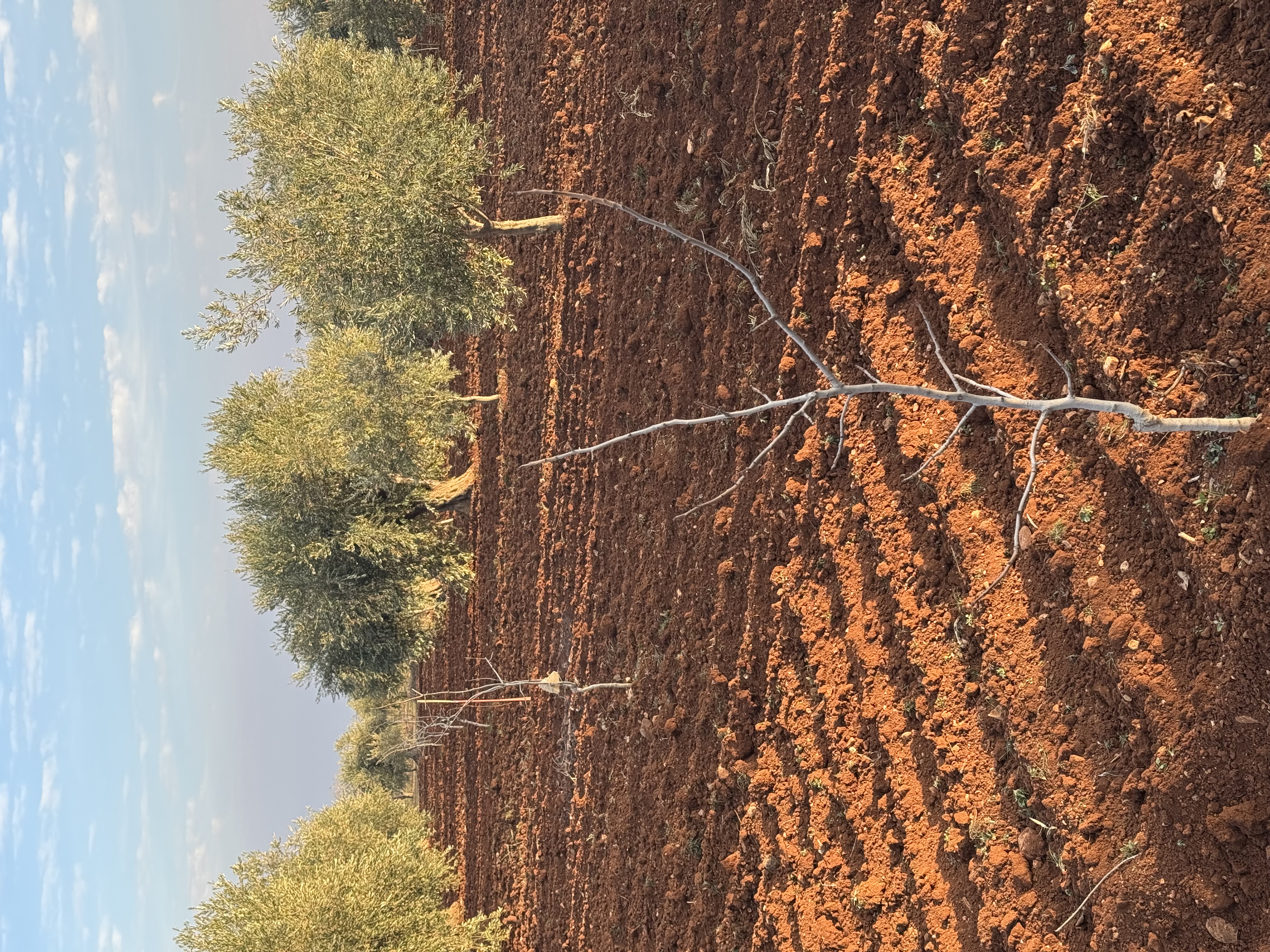 SATILIK ZEYTİNLİK  - KİLİS MERKEZ fotoğraf 7