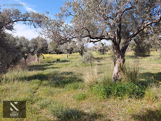 Kemalpaşa Dereköy'de Satılık 4850 m2 Bahçe - İZMİR KEMALPAŞA fotoğraf 40