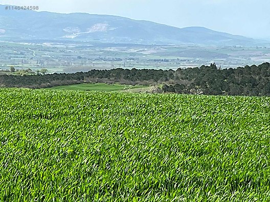 BURSA M.KEMALPAŞA KOSOVA 2.680 M² TARLA SATILIKTIR. - BURSA MUSTAFAKEMALPAŞA fotoğraf 3