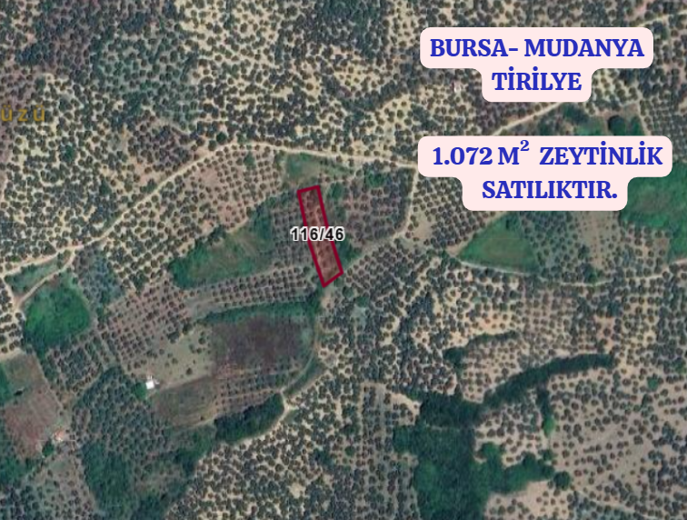 BURSA MUDANYA TİRİLYE  KÖYÜNDE 1.072 M² ZEYTİNLİK SATILIKTIR. - BURSA MUDANYA fotoğraf 2
