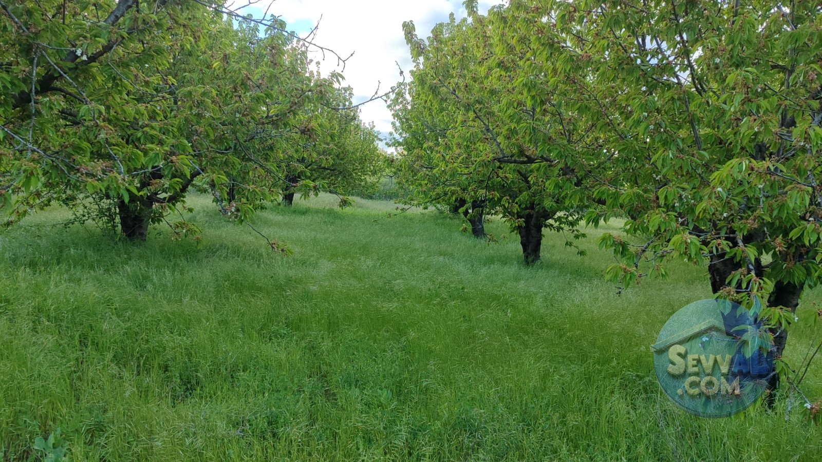 GELECEĞE YATIRIMLIK 6274m² KİRAZ BAHÇESİ - Kütahya Şaphane fotoğraf 13