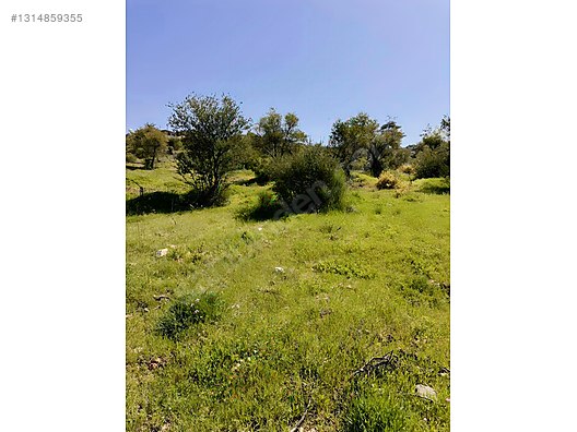 PANORAMİK MANZARALI YATIRIMLIK ZEYTİNLİK - HATAY YAYLADAĞI fotoğraf 14
