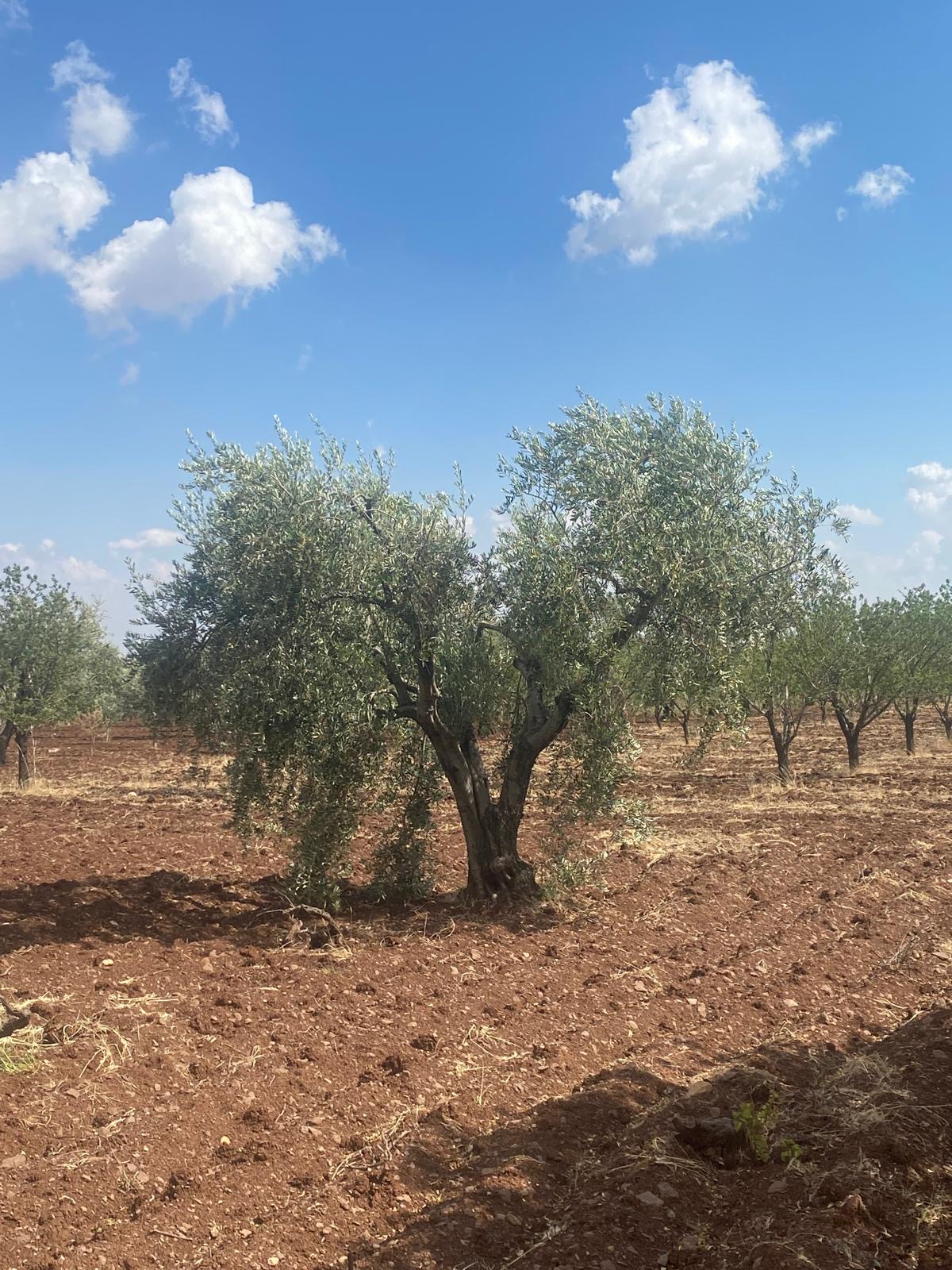 SATILIK BAĞ ZEYTİN BADEM FISTIK İNCİR - KİLİS MERKEZ fotoğraf 5