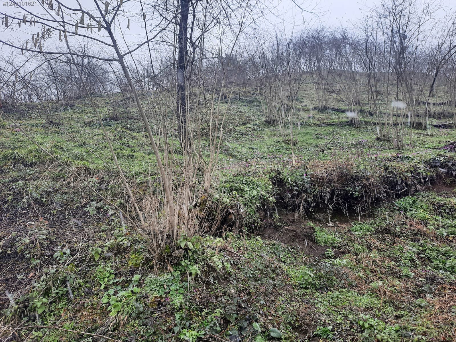 DÜZCE YIĞILCA REDİFLER   KÖYÜNDE 1.275  M² FINDIK BAHÇESİ  SATILIKTIR - DÜZCE YIĞILCA fotoğraf 7