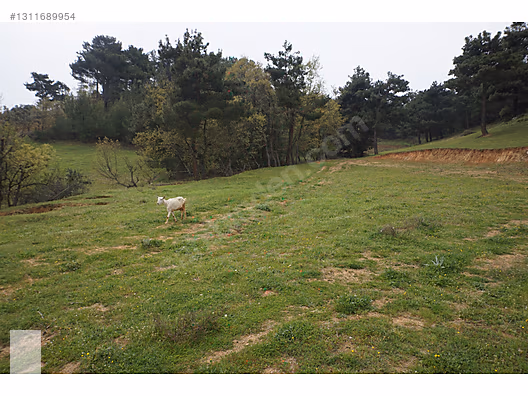 ÇANAKKALE BAYRAMİÇ DALOBA KÖYÜ 4781 m2 TARLA - ÇANAKKALE BAYRAMİÇ fotoğraf 33