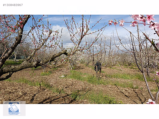 Kemalpaşa M.Akif Ersoy Mah. Satılık 4202m2 Bahçe - İZMİR KEMALPAŞA fotoğraf 9
