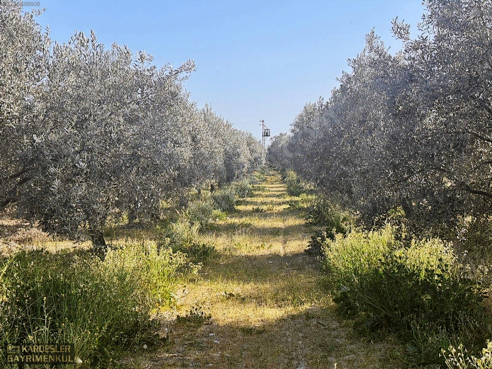 SATILIK GÖLMARMARA SALİHLİ YOLU ÜZERİNDE ASFALT ÜSTÜ ZEYTİNLİK - MANİSA AKHİSAR fotoğraf 15