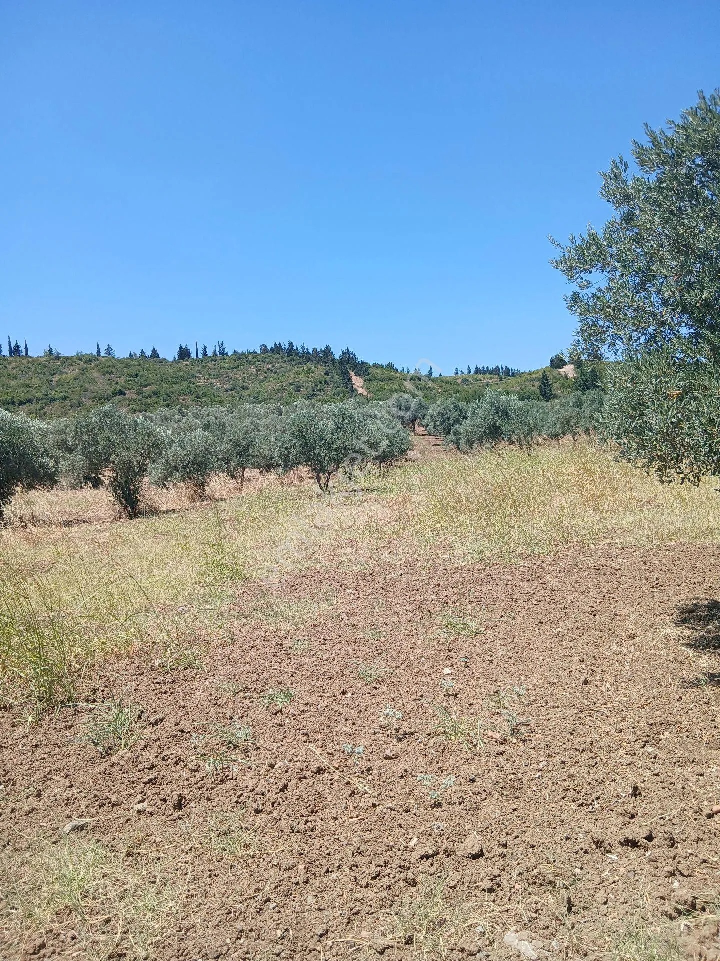 İzmir Torbalı Yazıbaşında 3.800m2 Zeytinlik Satılık - İZMİR TORBALI fotoğraf 10