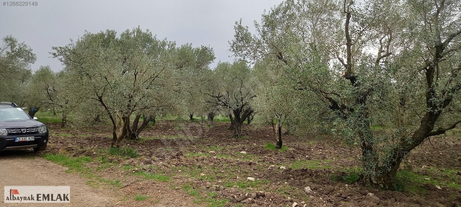 AKHİSAR SAKARKAYA DA ŞOK FİYAT SATILIK 3.850 M2 ZEYTİNLİK - MANİSA AKHİSAR fotoğraf 7