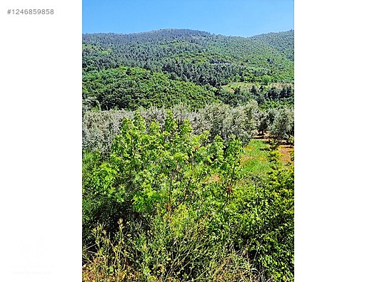 BÖLGE UZMANI HAS EMLAK tan SATILIK TEK TAPU ARAZİ - BURSA İZNİK fotoğraf 10