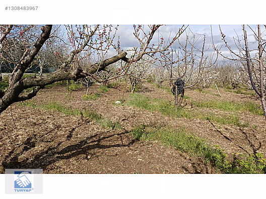 Kemalpaşa M.Akif Ersoy Mah. Satılık 4202m2 Bahçe - İZMİR KEMALPAŞA fotoğraf 20