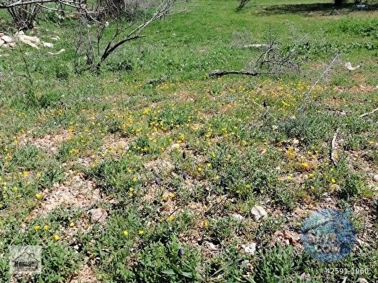Çevreyoluna Çok Yakın 5 Dönüm Bahçe, 2 tarafı da yol - ANTALYA KORKUTELİ fotoğraf 19