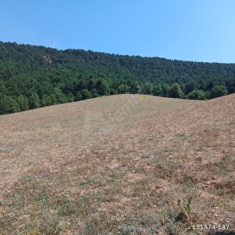 ORMAN İÇİNDE ARAZİ