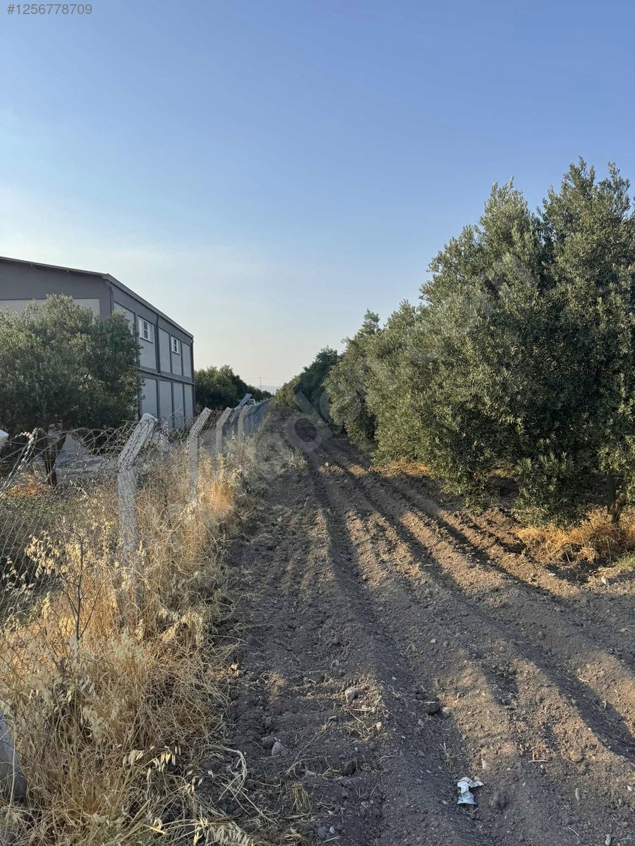 DOSTLARDAN BEKİRLER GİRİŞİNDE SATILIK ZEYTİNLİK - MANİSA AKHİSAR fotoğraf 11