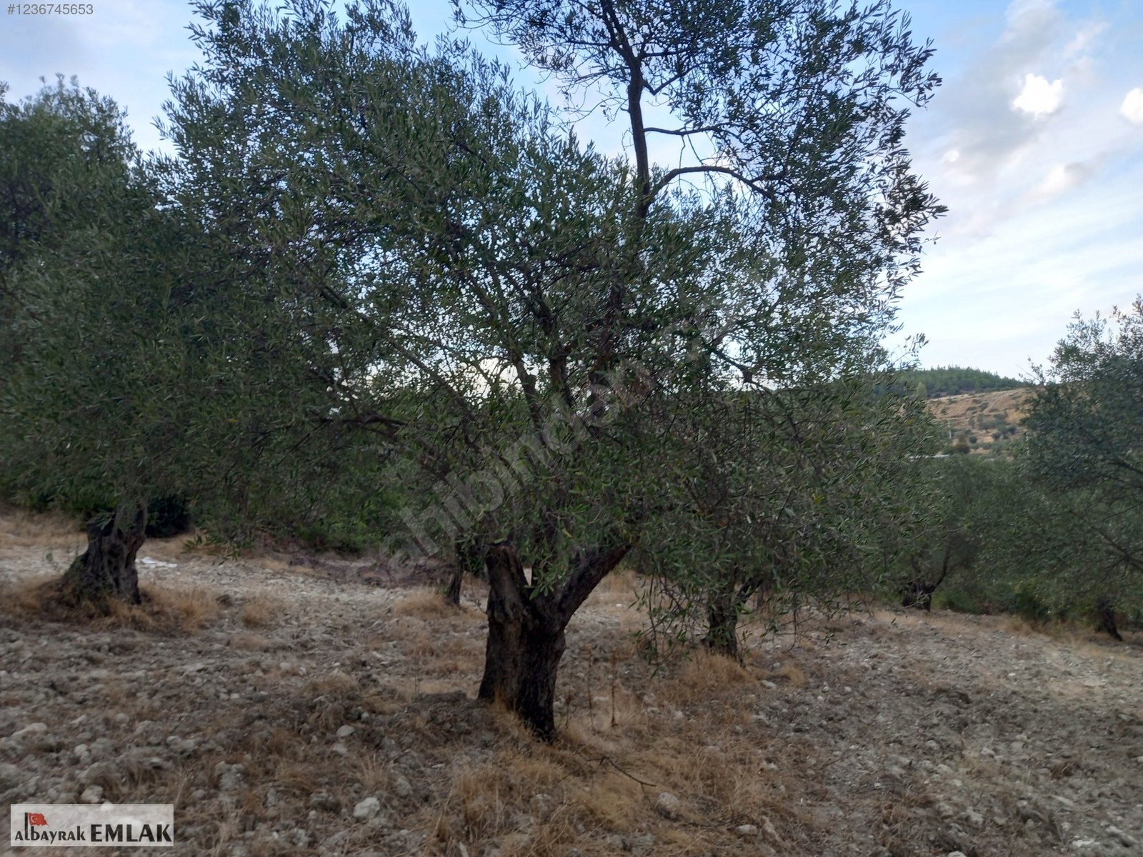 MANİSA SARUHANLI SARIÇAM DA SATILIK 3.500 M2 USLU ZEYTİNLİK - MANİSA SARUHANLI fotoğraf 3