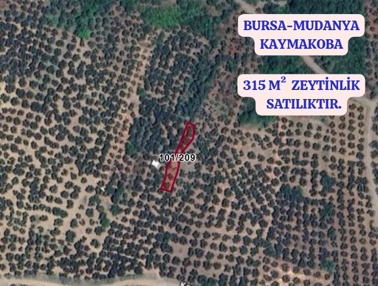BURSA MUDANYA KAYMAKOBA  KÖYÜNDE 315 M²  ZEYTİNLİK SATILIKTIR - BURSA MUDANYA fotoğraf 2